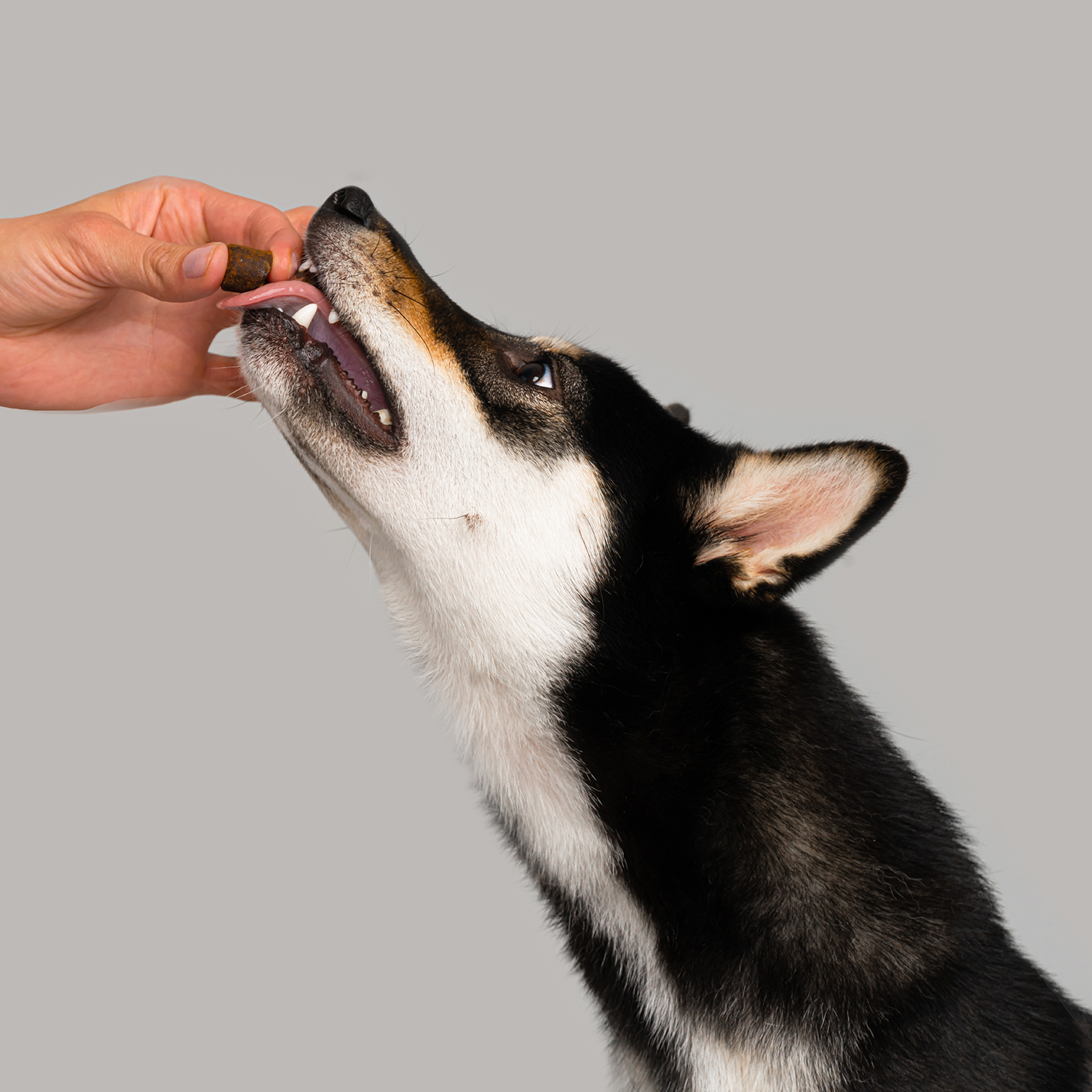 Favet Функциональное лакомство MultivitaminDog Soft Chews для кожи и шерсти для собак, 120г