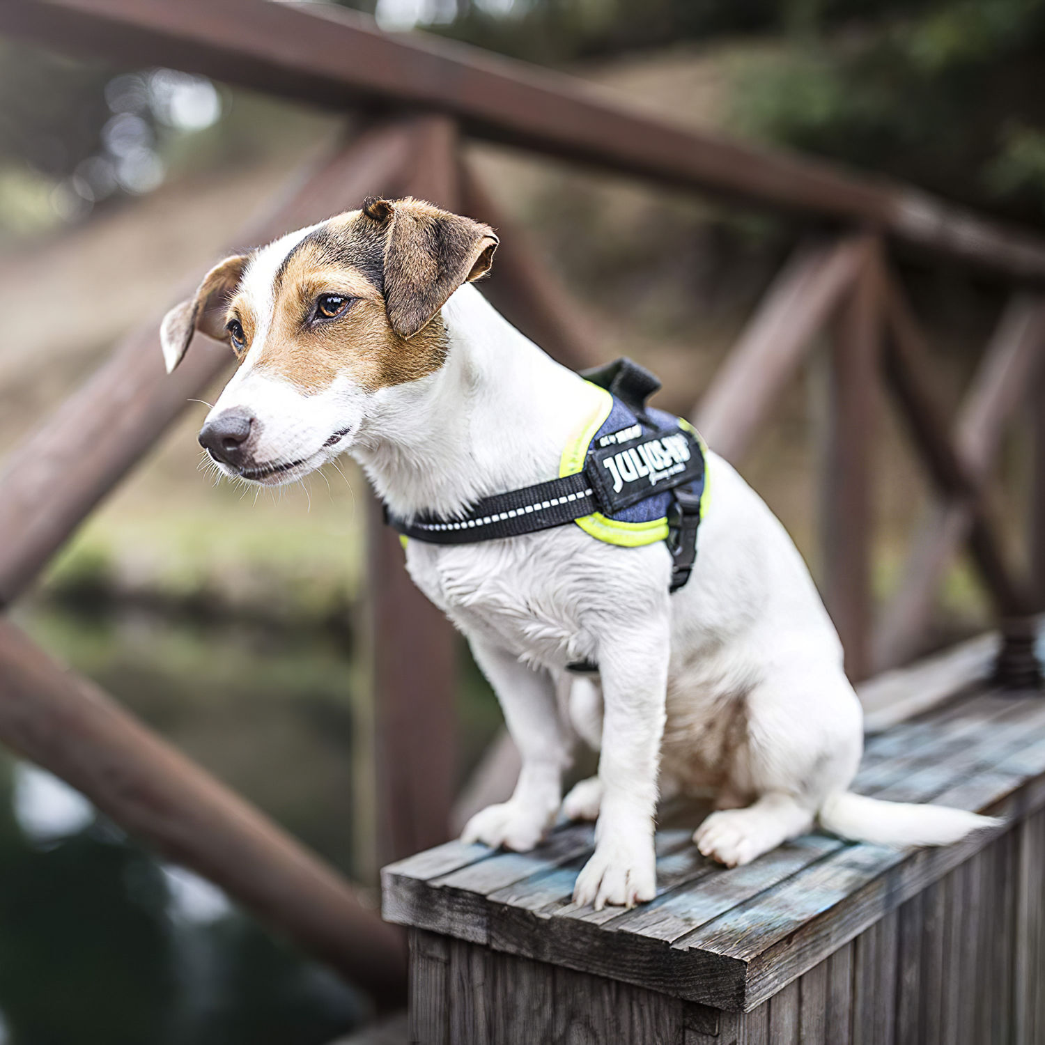 JULIUS-K9 шлейка для собак IDC®-Powerharness XS/Mini-Mini (40-53см/ 4-7кг), джинса-зеленый неон СКИДКА 40%