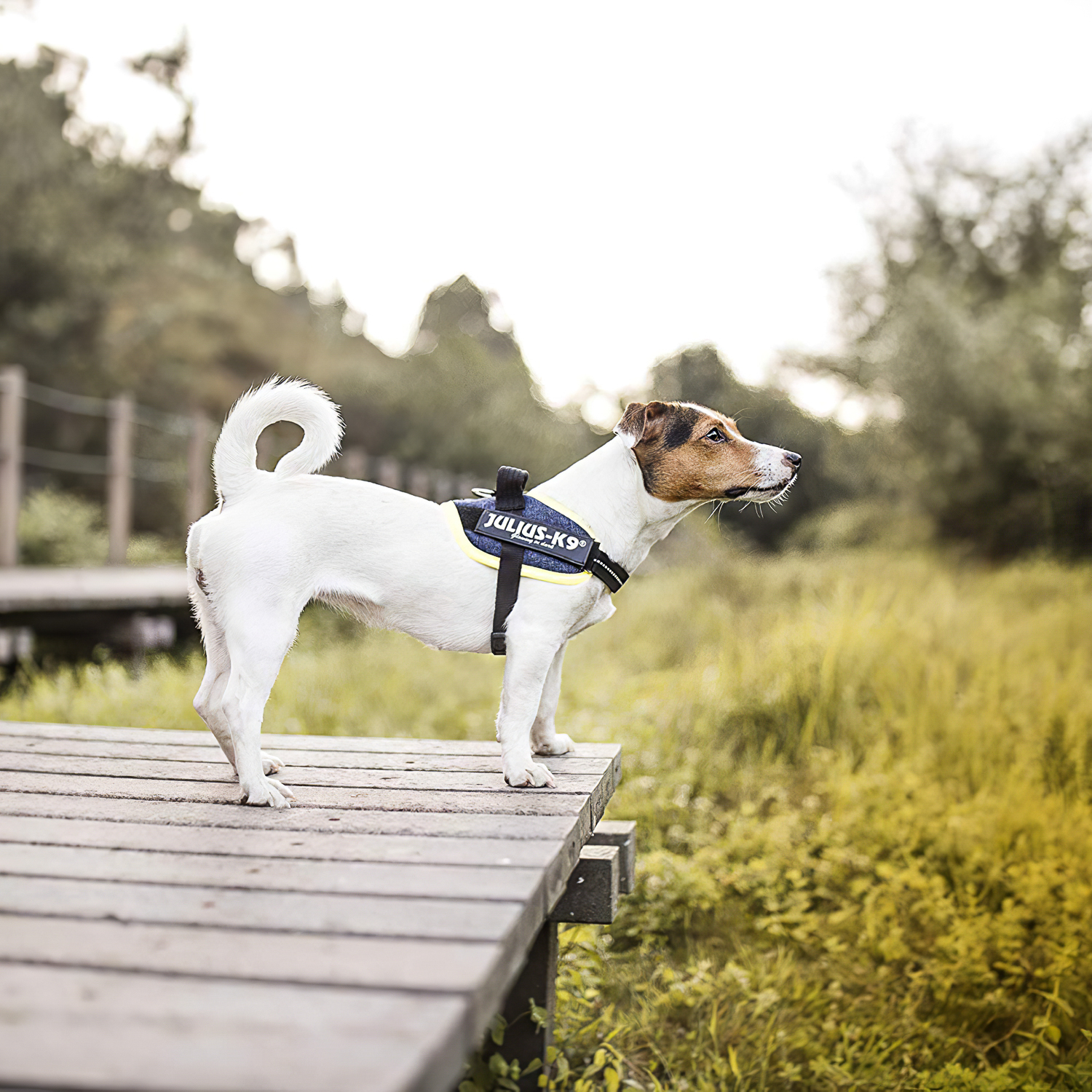 JULIUS-K9 шлейка для собак IDC®-Powerharness XS/Mini-Mini (40-53см/ 4-7кг), джинса-зеленый неон СКИДКА 40%