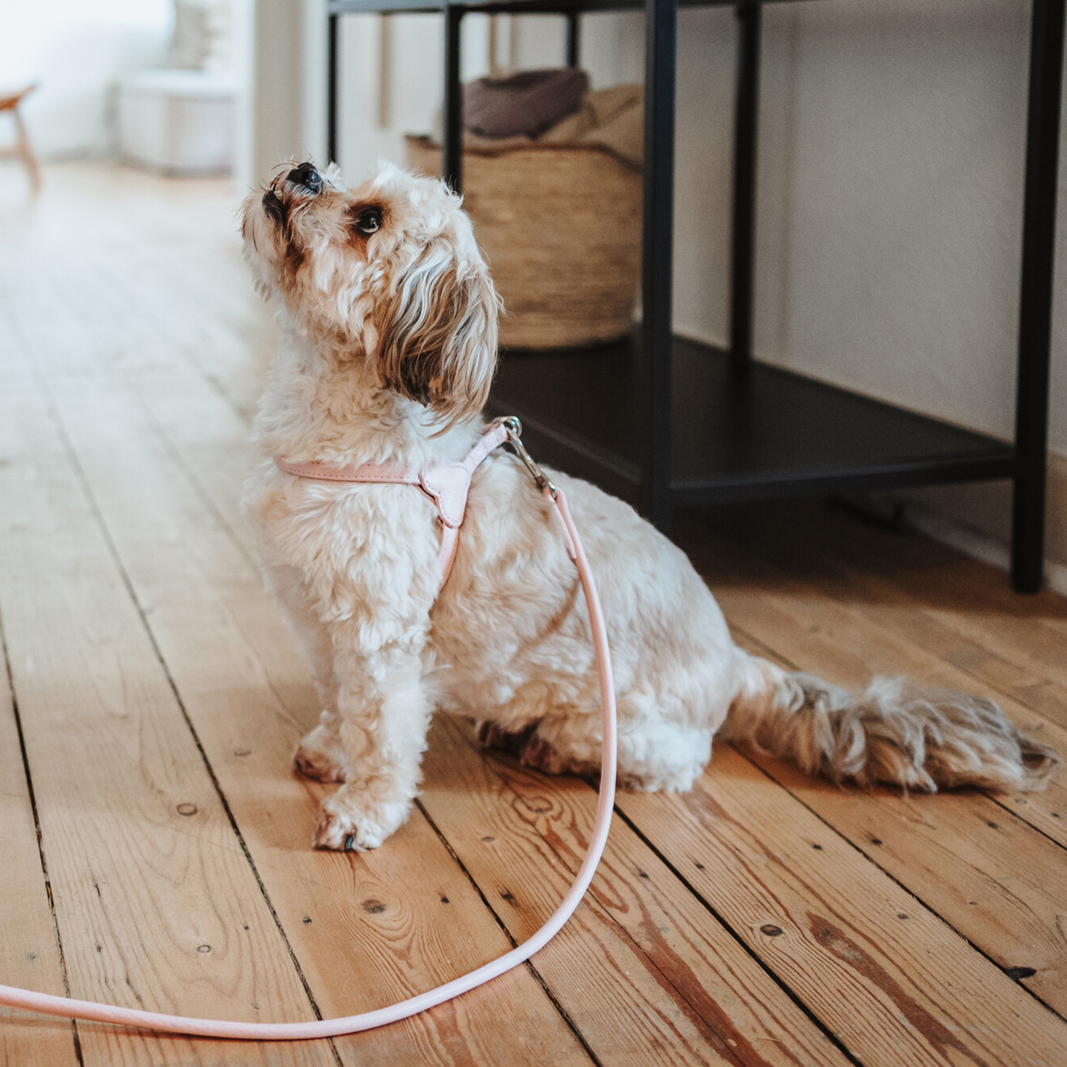 Hunter шлейка для собак Soho Mini XS (30-39 см), натуральная кожа, розовая