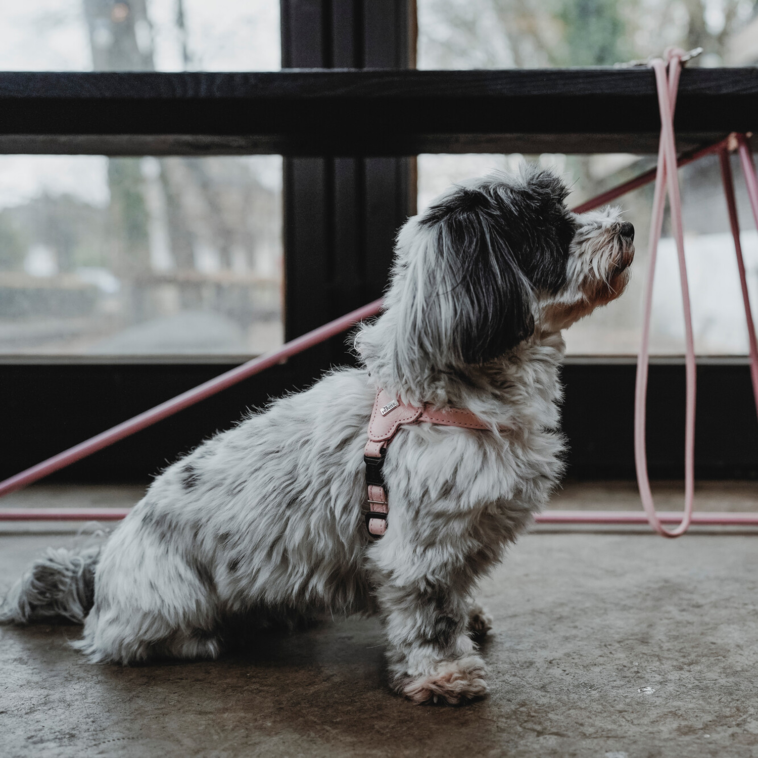 Hunter шлейка для собак Soho Mini XS (30-39 см), натуральная кожа, розовая