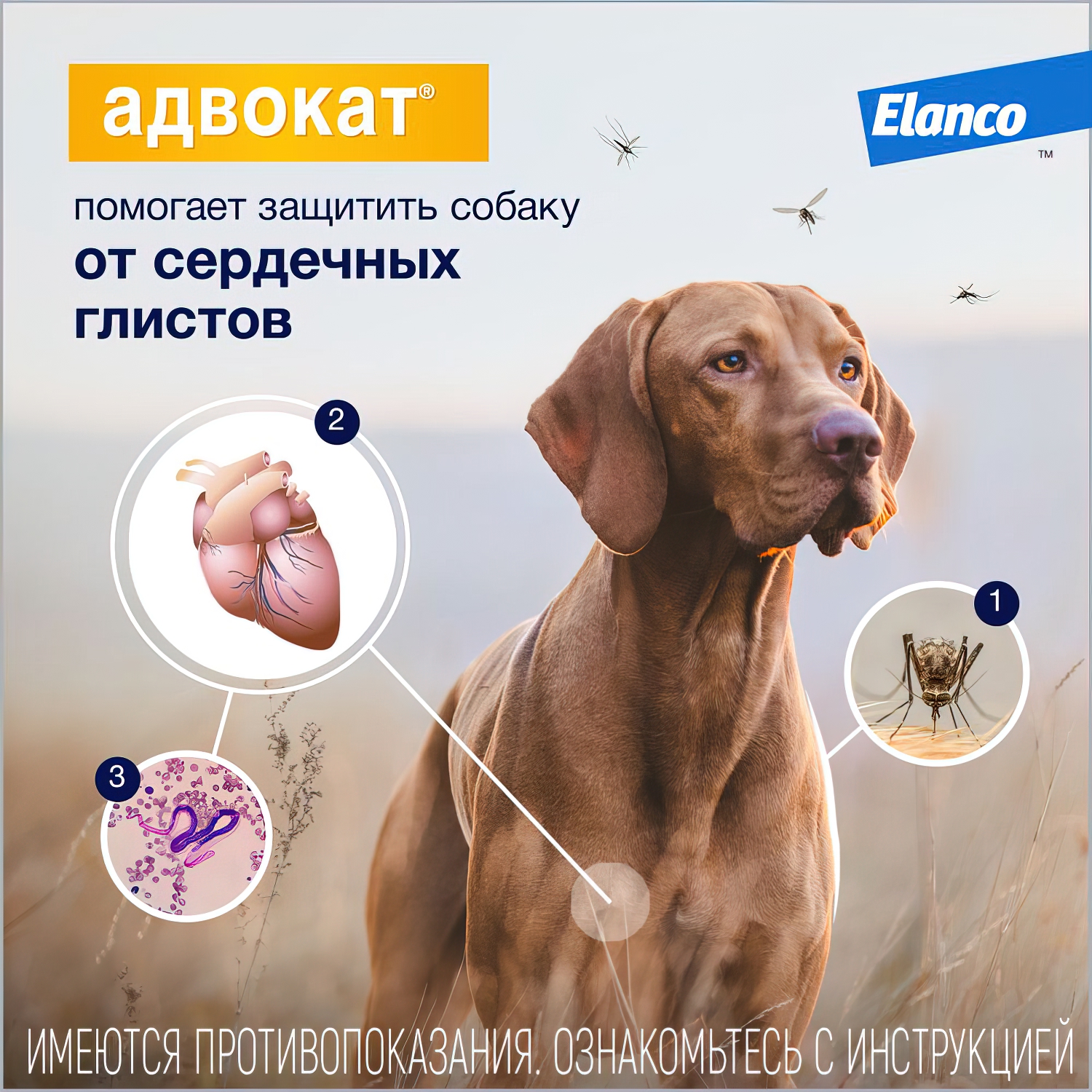 Bayer Адвокат капли для собак до 4 кг от чесоточных клещей, блох и гельминтов (3 пипетки х 0,4 мл)