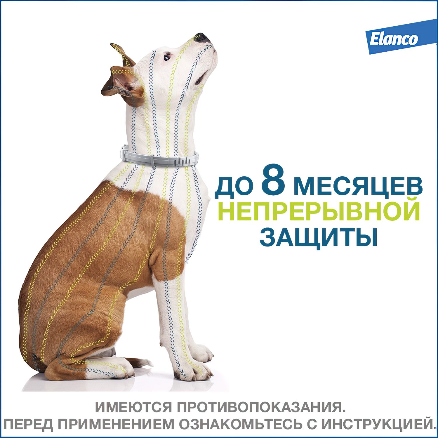 Bayer Форесто ошейник от клещей и блох для собак  менее 8 кг, 38 см