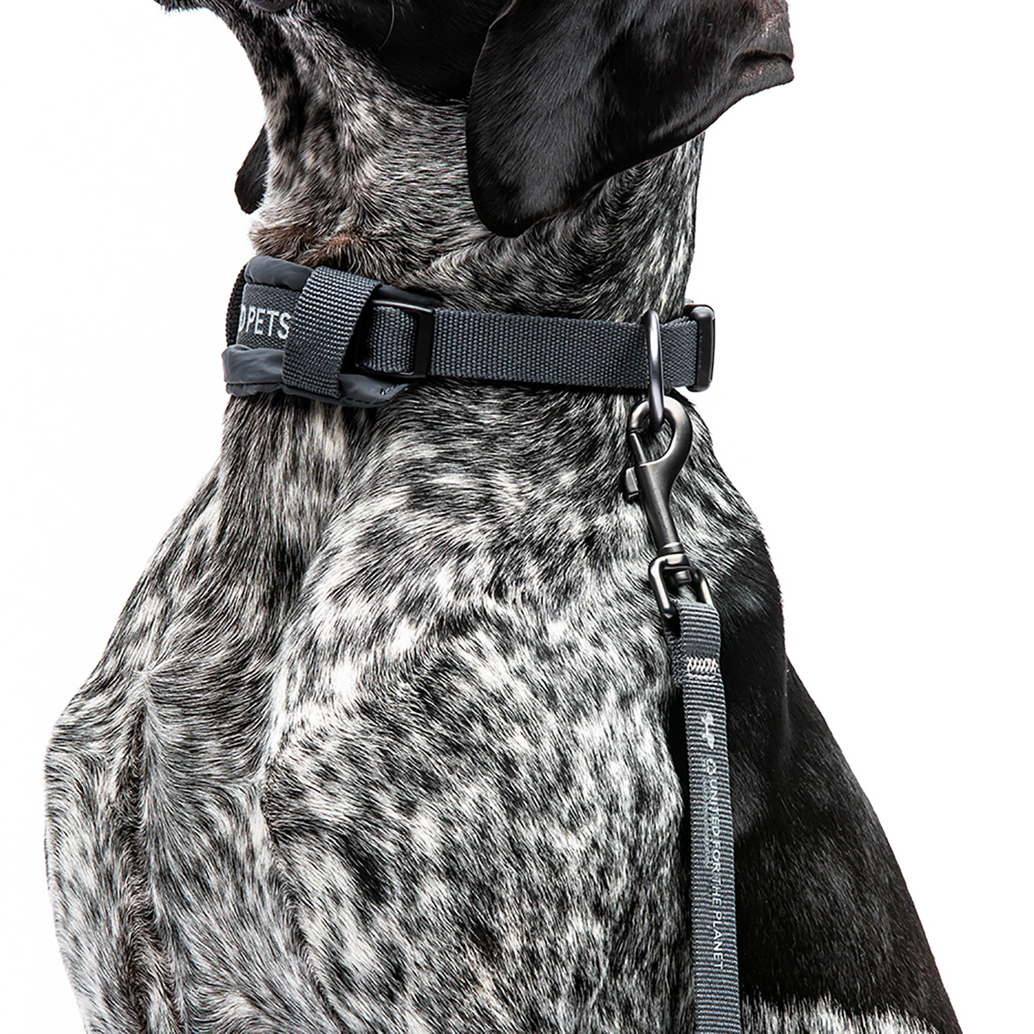 Ошейник United Pets с мягкой подкладкой для собак Citylife M 20 x 35-50 см черный