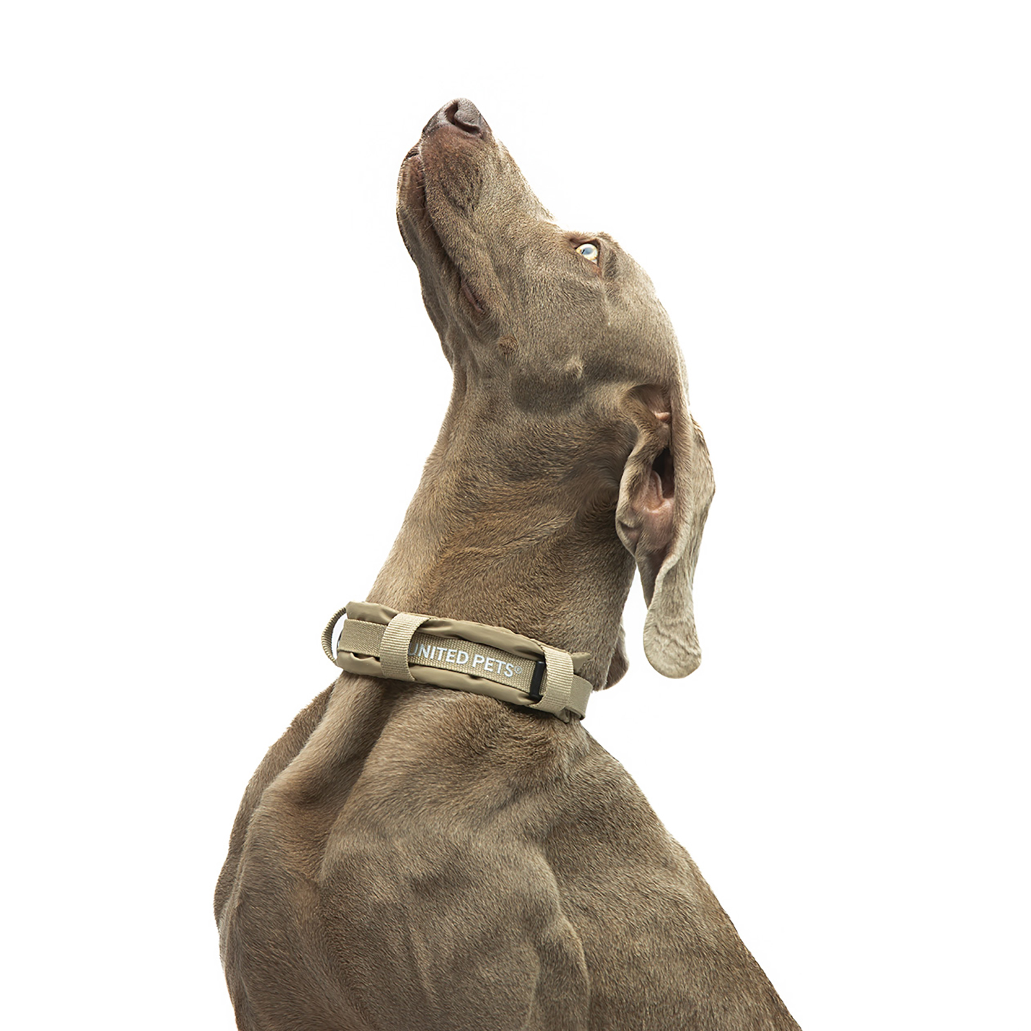 Ошейник United Pets с мягкой подкладкой для собак Citylife M 20 x 35-50 см бежевый