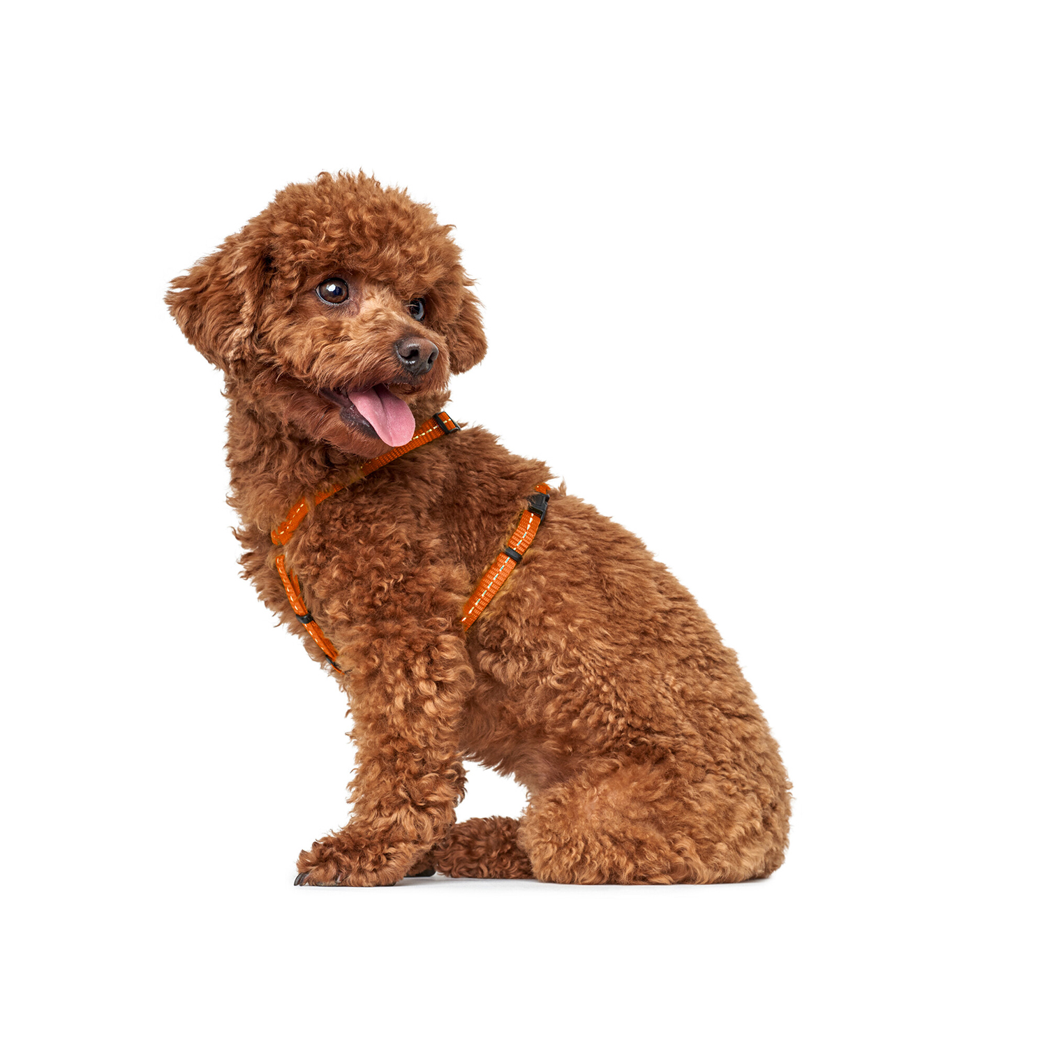 Hunter шлейка для собак Tripoli XXS-XS (32-44 см), нейлон оранжевая, светоотражающая