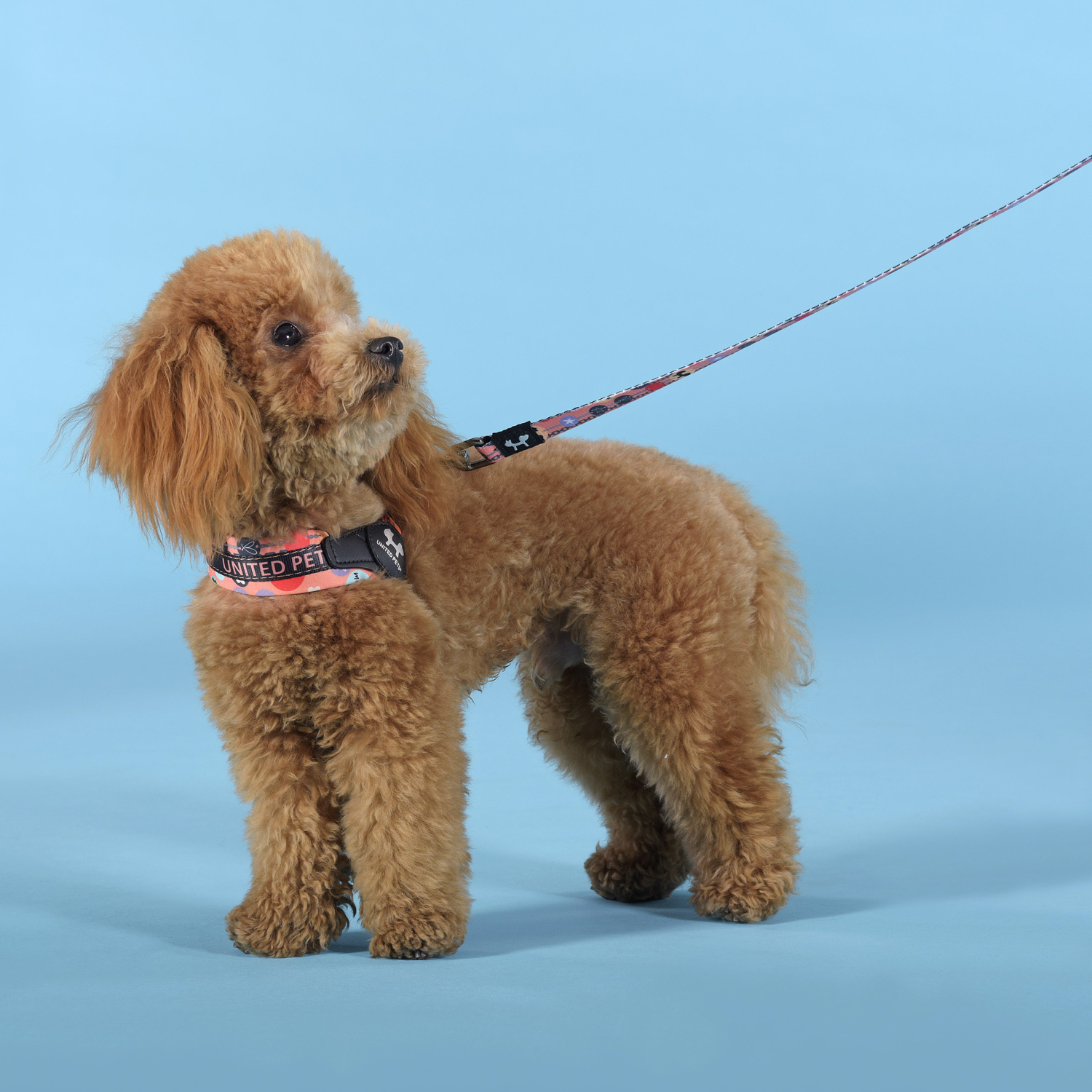 Шлейка United Pets для собак Complete me Forever 1,5 x 34-42 см, оранжевая с рисунком СКИДКА 30%