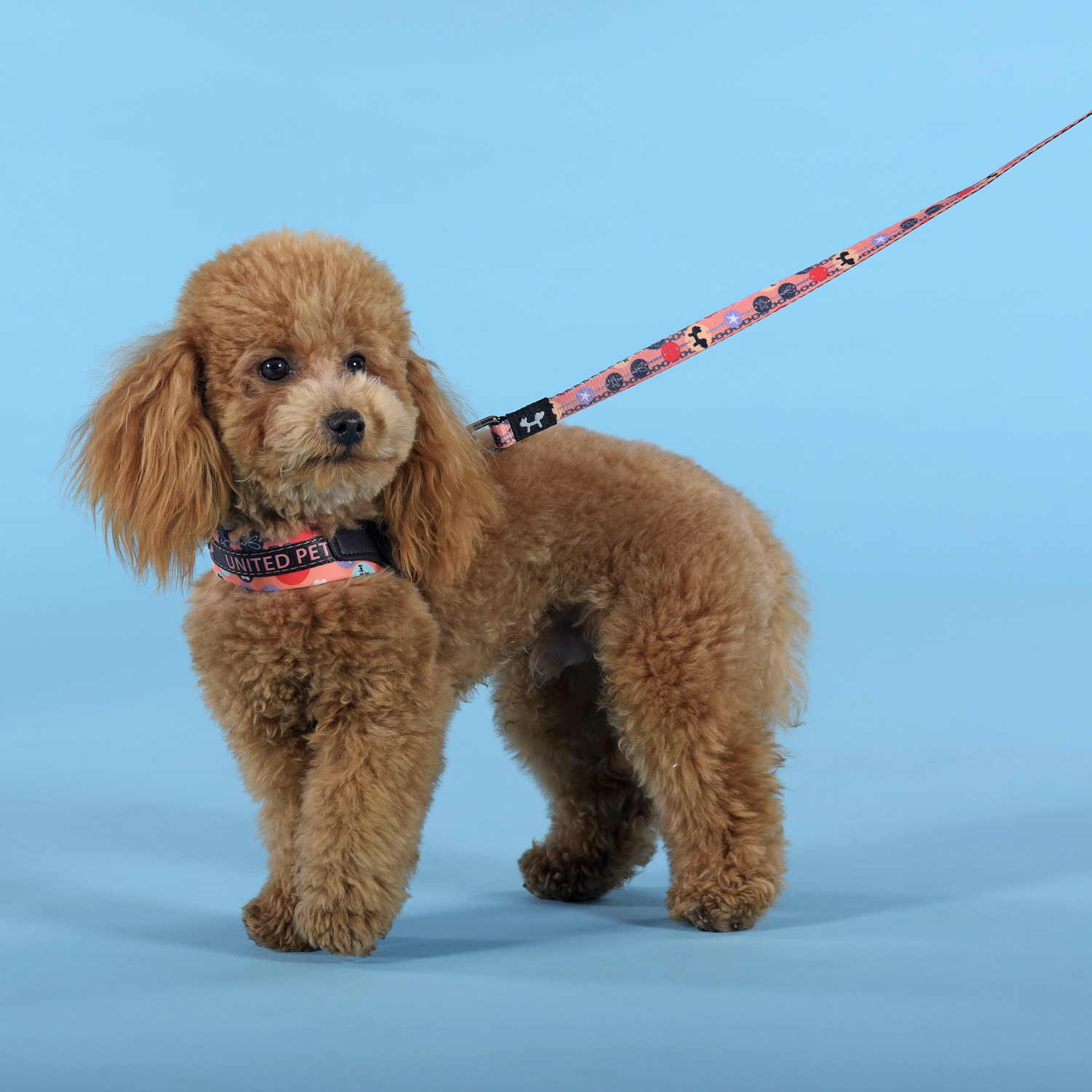 Шлейка United Pets для собак Complete me Forever 1,5 x 34-42 см, оранжевая с рисунком СКИДКА 30%