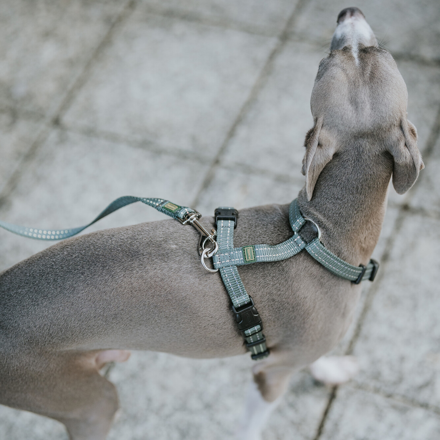 Hunter шлейка для собак Tripoli XXS-XS (32-44 см), нейлон оливковая, светоотражающая