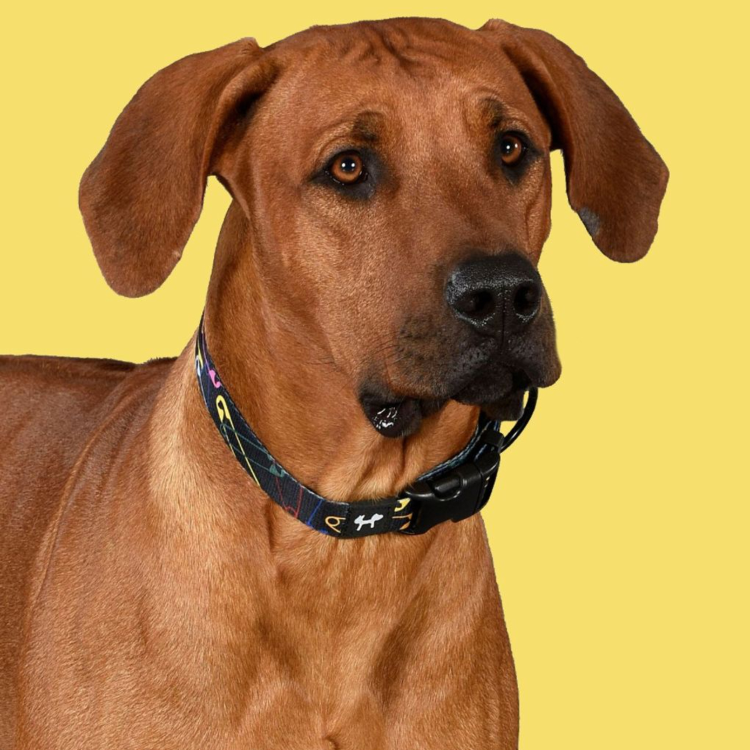 Ошейник United Pets для собак Complete me L 25 x 430/730mm, черный с разноцветными булавками СКИДКА 30%