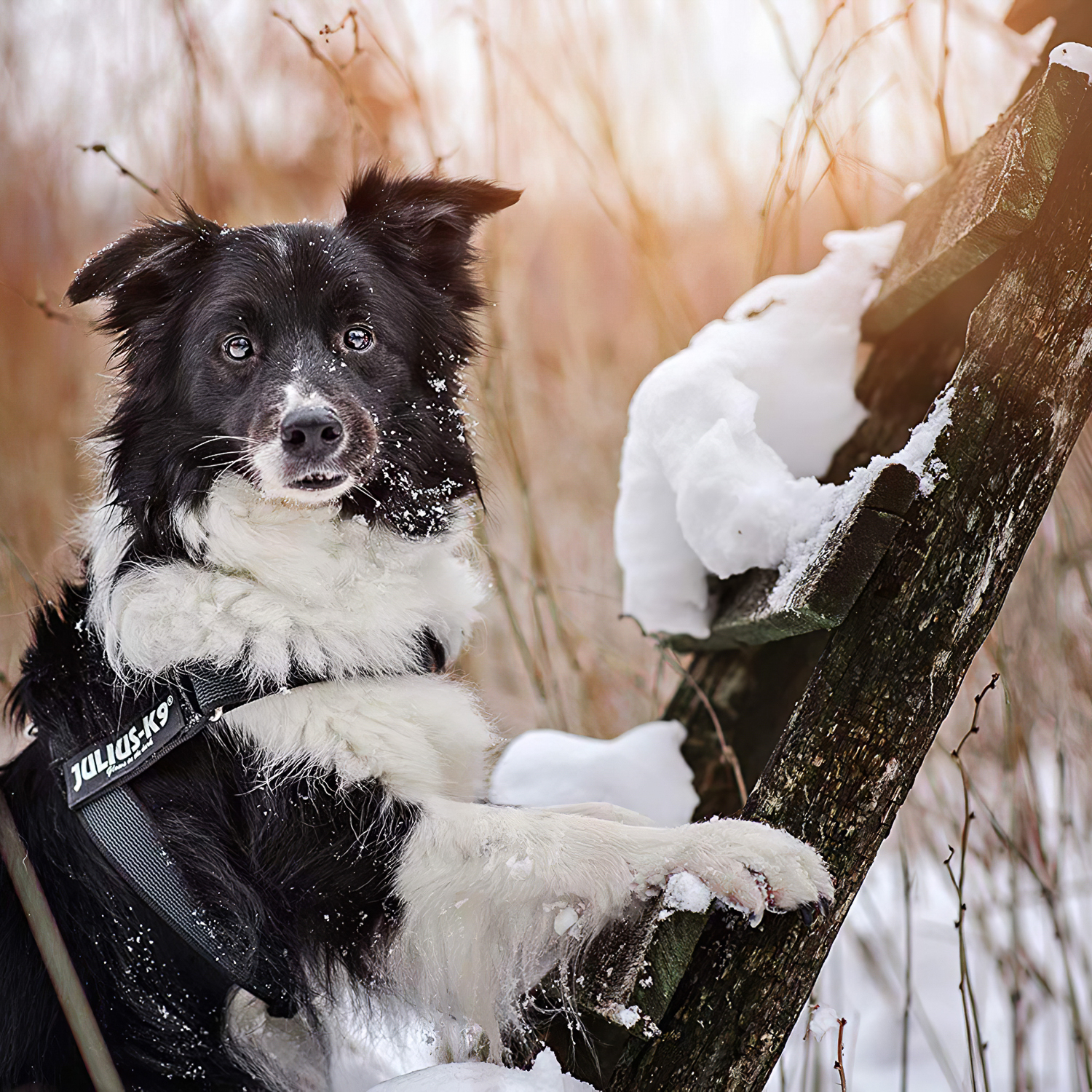 JULIUS-K9 шлейка для собак Ремни Color & Gray IDC® 0 (57-74см / 14-25кг), черный