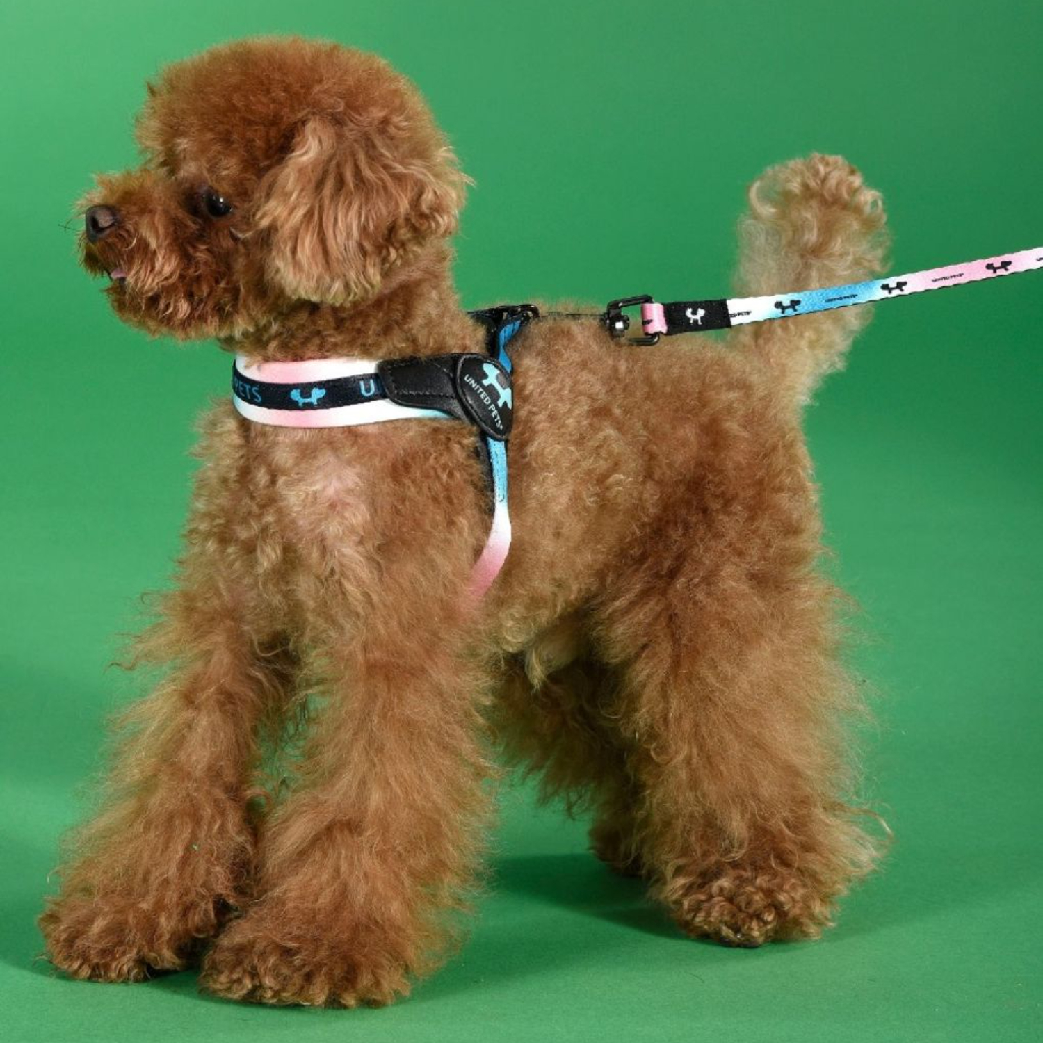 Поводок United Pets для собак Complete me 25 x 1200 mm, розово-голубой тай-дай