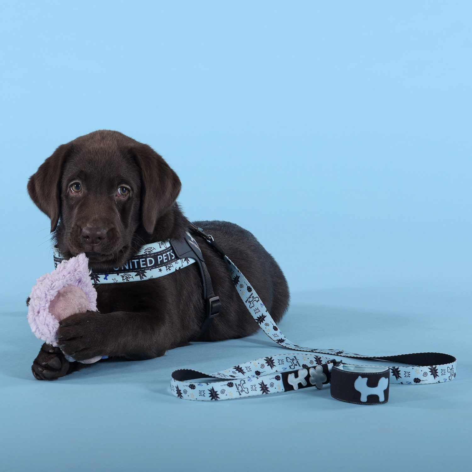 Шлейка United Pets для собак Complete me Writing 2,5 x 40-54 см, голубая с рисунком