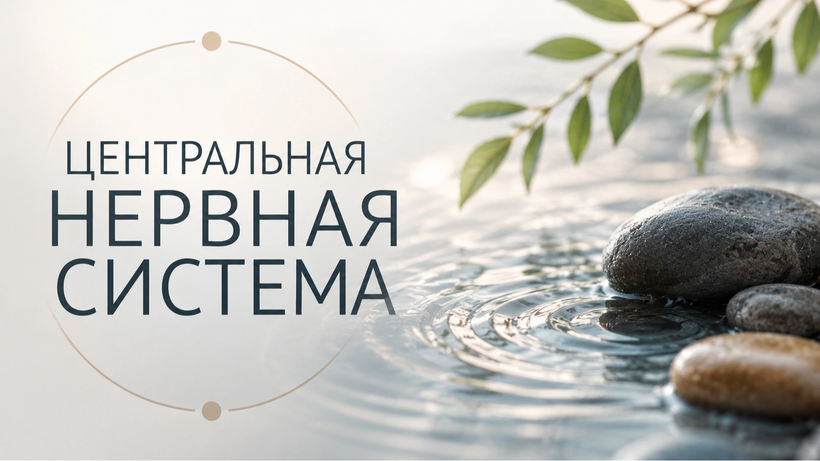 Центральная нервная система — Превью