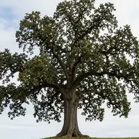 Искусство дуба