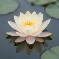 Fleur de lotus