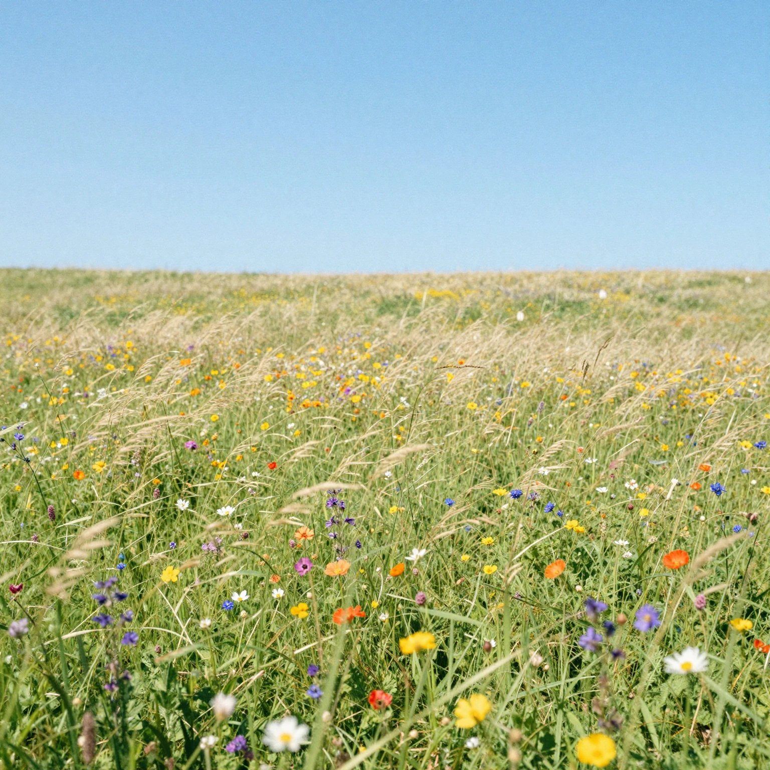 A wide, sun-drenched meadow filled with colorful wildflowers...