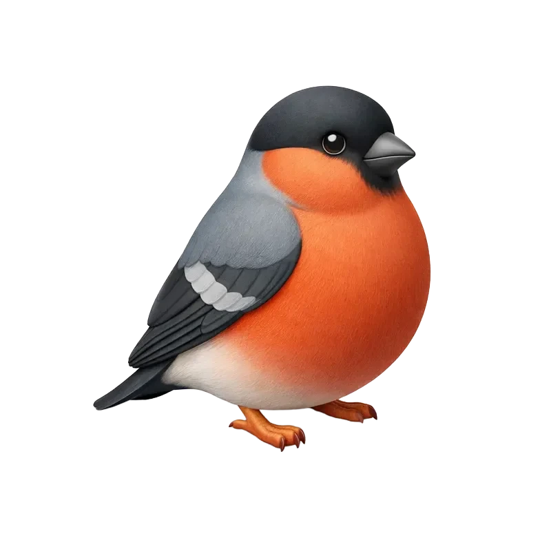 Bullfinch