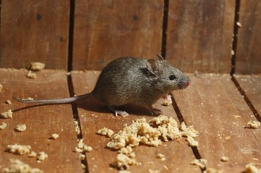 Увидеть в этот день мышь в доме – к прибавлению в семействе. Народные приметы
