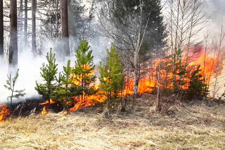 Вольское лесничество предупреждает о начале пожароопасного сезона