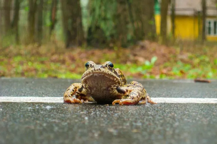 На дорогу жабы выползли – дождь пойдет. Народные приметы