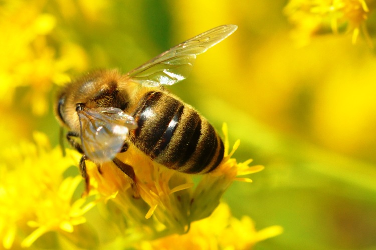 Пчелы стали злее – к засухе. Народные приметы.