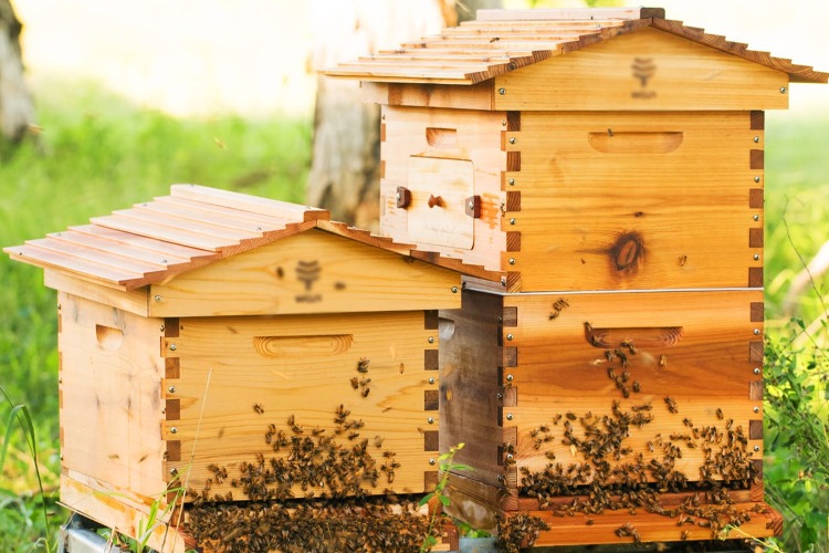 Пчелы в ульях шумят дружно – к погожему дню. Народные приметы.