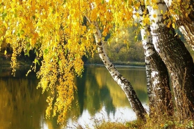 Почему осенью желтеют и опадают листья?🍁