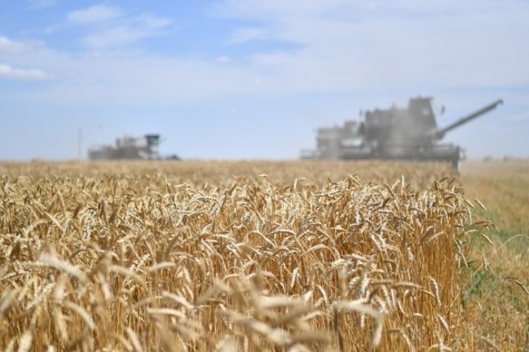 В Саратовской области за 4 дня собрали ещё миллион тонн зерна