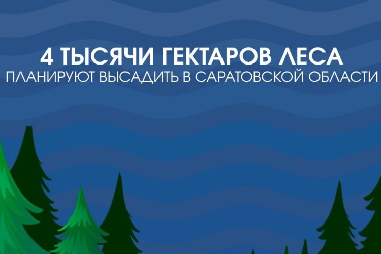 Четыре тысячи гектаров леса планируют высадить в Саратовской области 