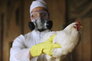 Ветеринары предупреждают о гриппе птиц