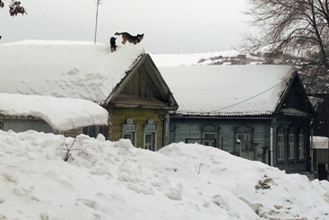 В Вольске собаки лазят по крышам