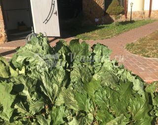 Сауна Гуровские бани в Орле