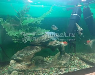 Сауна Сауна Эврика в Санкт-Петербурге