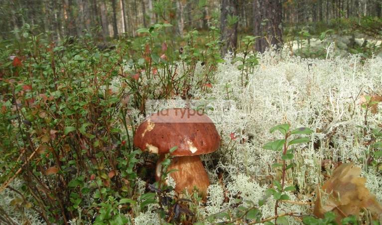 Что посмотреть и куда съездить в Кировской области