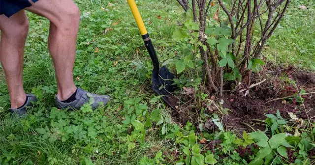 С одного старого куста может получиться столько саженцев, сколько годовалых побегов вы на нём оставляли