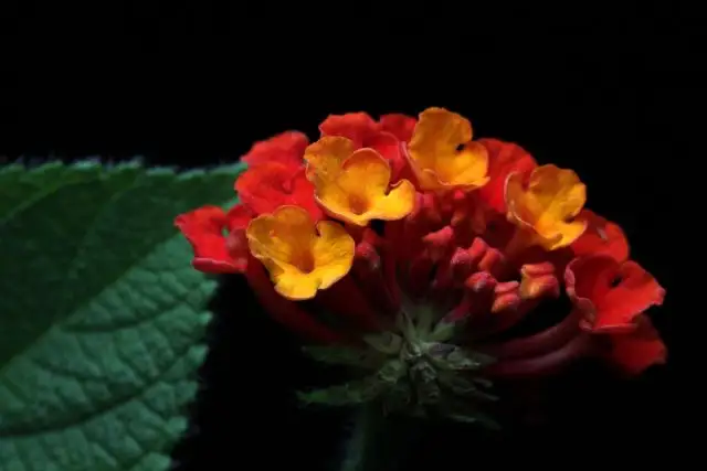 Лантана сводчатая «Кроцеа» (Lantana camara ‘Crocea’)