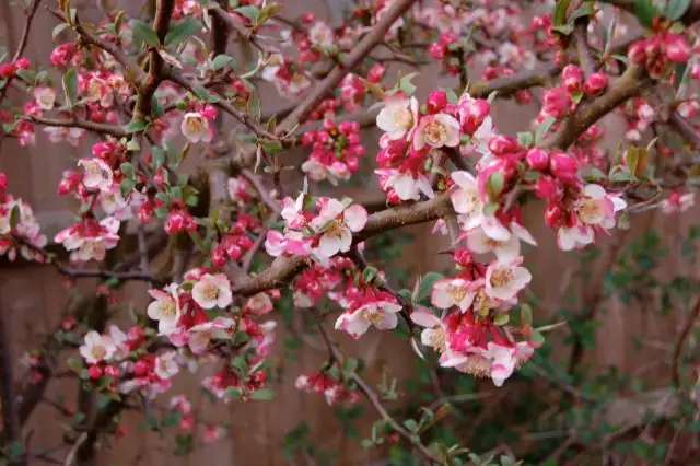 Самыми крупными плодами может похвастать хеномелес катаянский (Chaenomeles cathayensis)