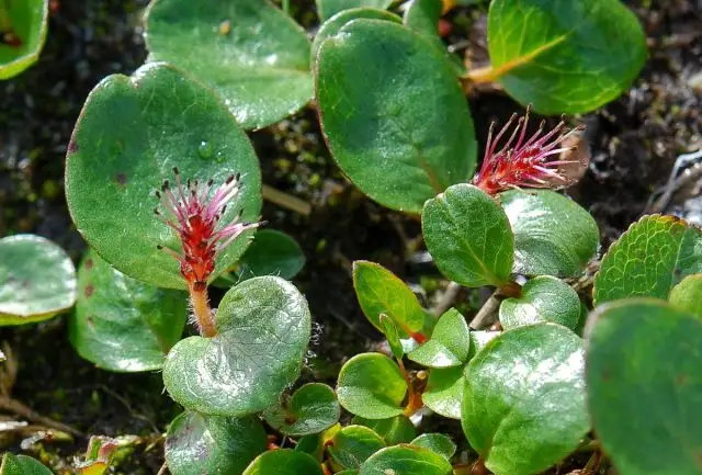 Полярная ива (Salix polaris)