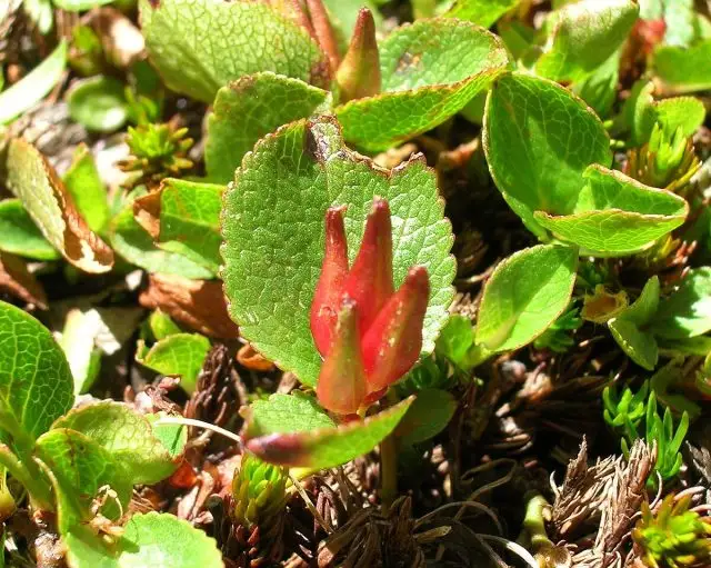 Ива травянистая (Salix herbacea).