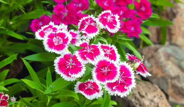 Гвоздика китайская (Dianthus chinensis) известна своими разнообразными расцветками и формами цветков.