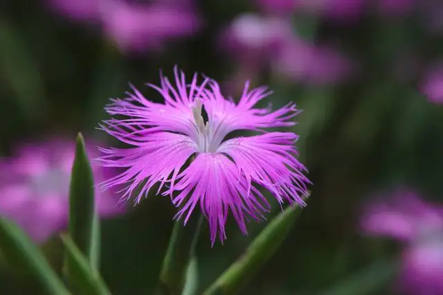 Гвоздика пышная (Dianthus superbus) имеет ещё более рассечённые лепестки.