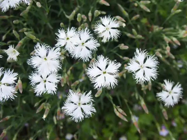 Гвоздика песчаная (Dianthus arenarius) известна сортом 'Ностальжи' с белыми простыми цветками, у которых края лепестков сильно бахромчатые.