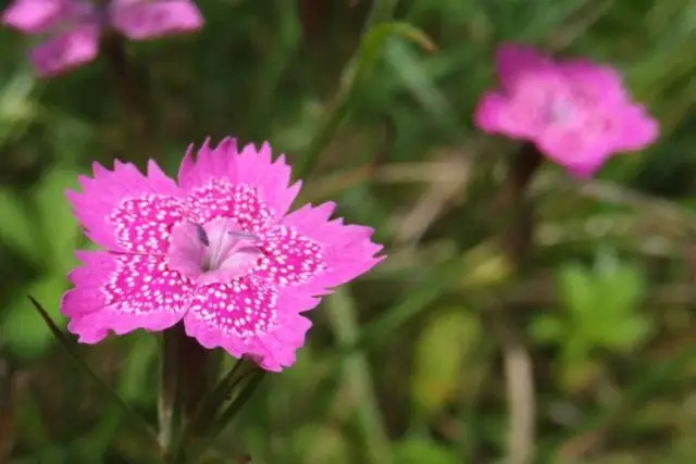 Гвоздика травянка (Dianthus deltoides) – распространённая, неприхотливая, выносливая, долгоцветущая – до поздней осени.