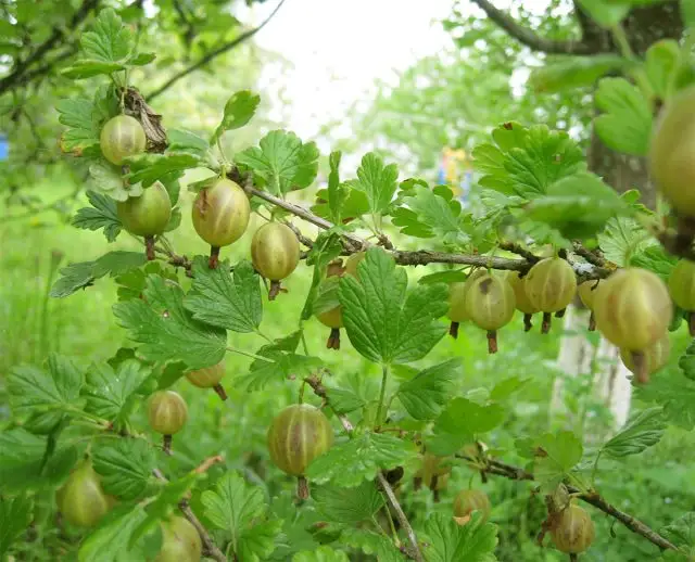 Крыжовник 'Русский жёлтый'