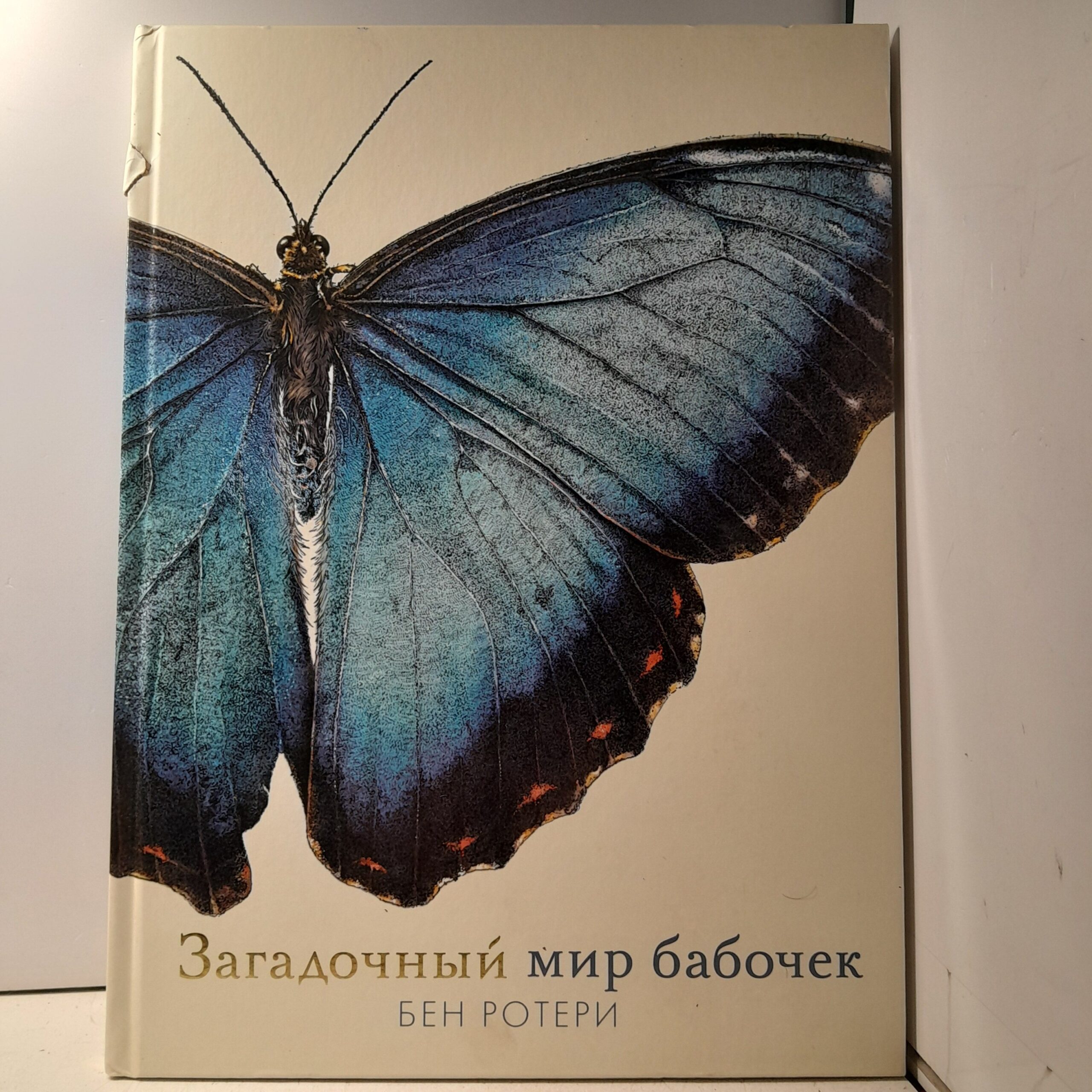 Загадочный мир бабочек / Бен Ротери