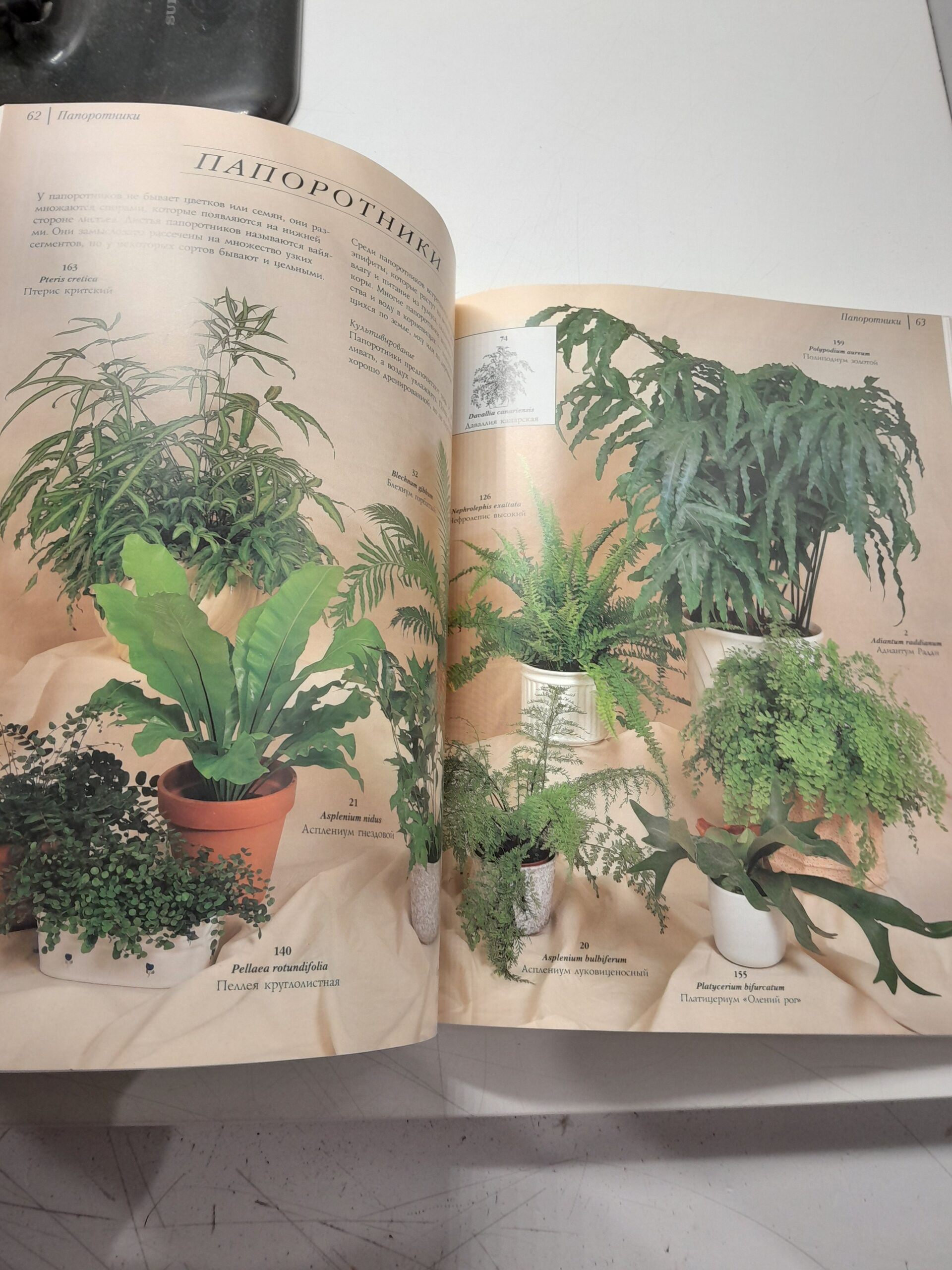 Комнатные растения. Практическое руководство / Ричард Гилберт — изображение 6