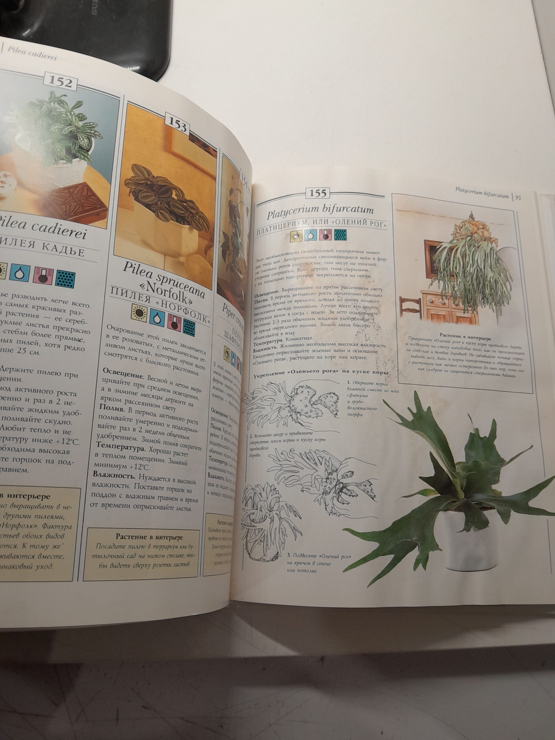 Комнатные растения. Практическое руководство / Ричард Гилберт — изображение 5