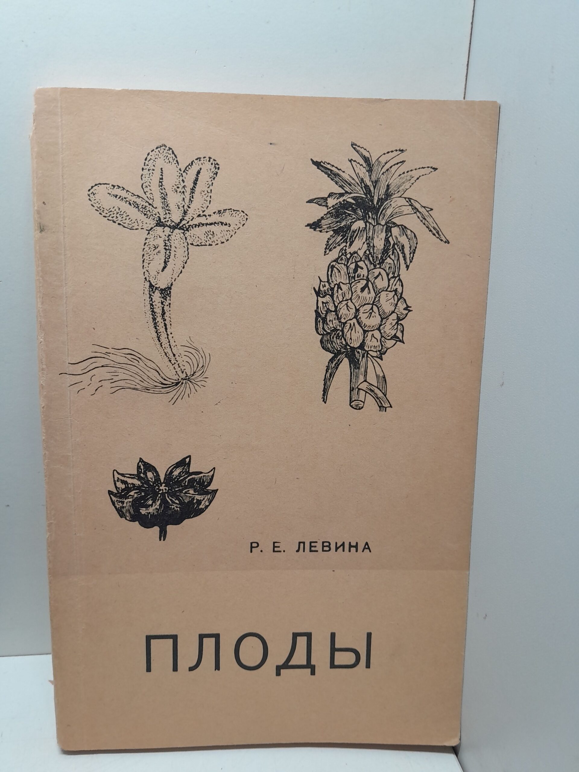 Плоды: морфология, экология, практическое значение / Р.Е. Левина