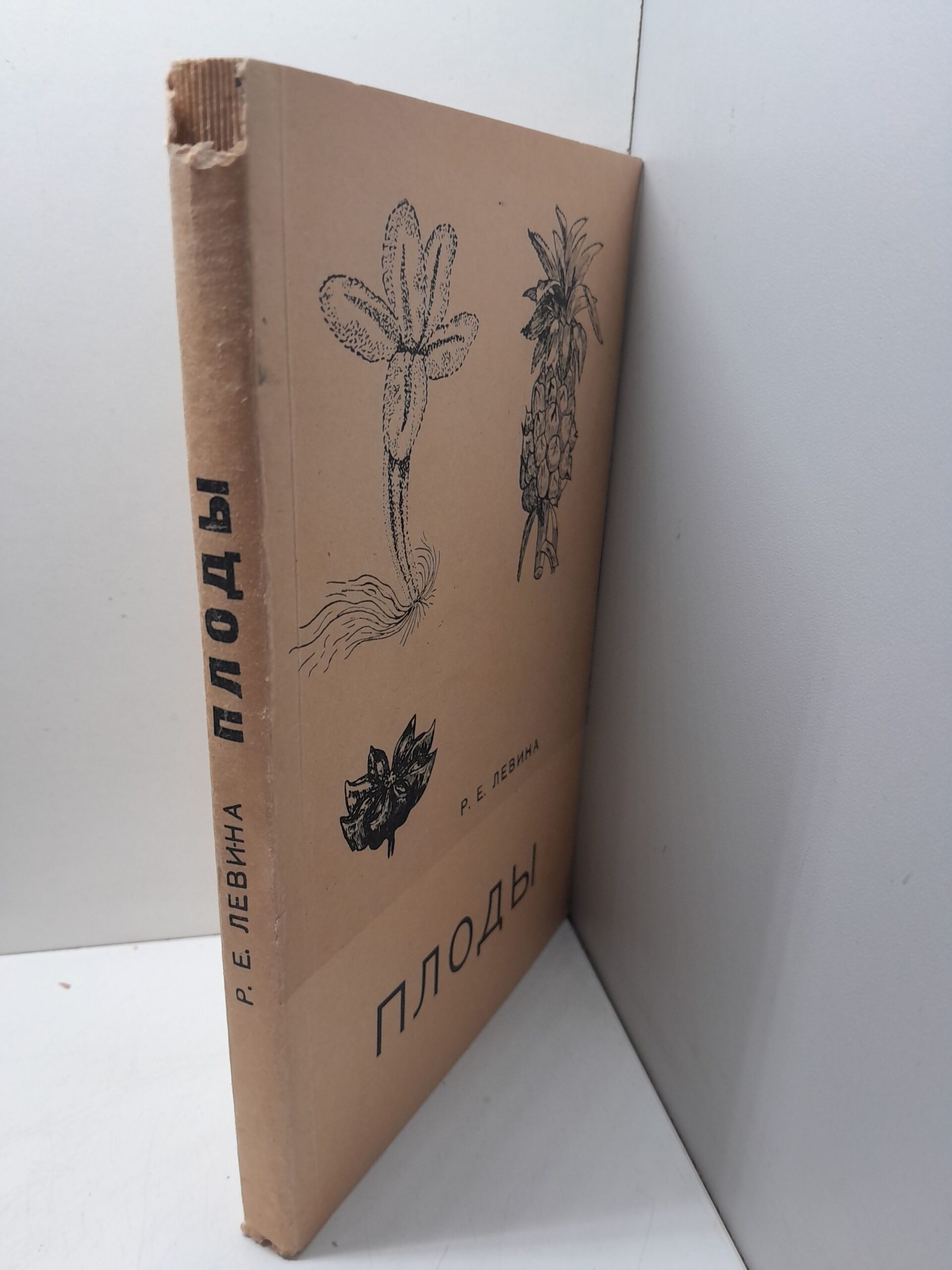 Плоды: морфология, экология, практическое значение / Р.Е. Левина — изображение 2
